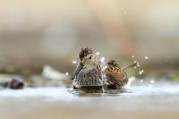 Calidris alpina