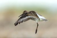 Calidris ferruginea