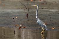 Egretta tricolor