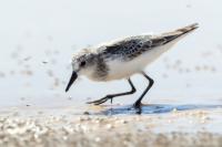 Calidris pusilla      