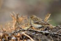 Anthus trivialis