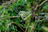 Setophaga caerulescens