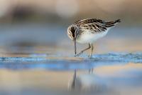 Calidris falcinellus