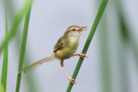 Prinia inornata