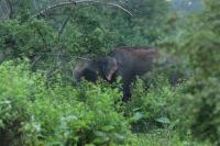 Sri Lankan elephant