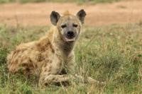 Spotted hyena