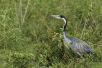 Ardea melanocephala