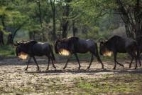 Blue wildebeest