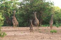 Masai giraffe