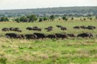 African buffalo