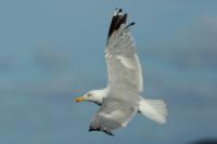 Larus argentatus