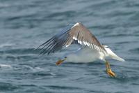 Larus fuscus