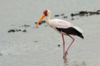 Mycteria ibis