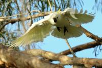 Cacatua galerita