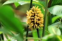 Costa Rica flowers