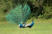 Pavo cristatus