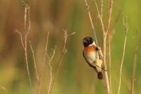 Saxicola rubicola