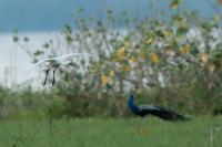 Platalea leucorodia