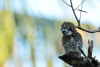 Glaucidium radiatum