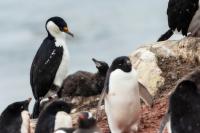 Phalacrocorax bransfieldensis