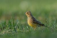 Emberiza citrinella