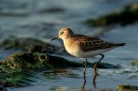 Calidris minuta