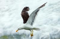 Larus dominicanus