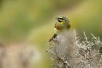 Emberiza cirlus