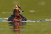 Podiceps auritus