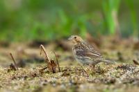 Emberiza calandra