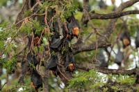 Indian flying fox