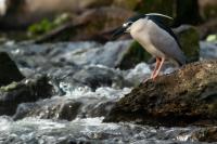 Nycticorax nycticorax