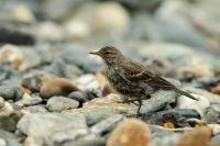 Anthus petrosus