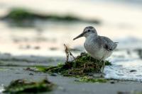 Calidris canutus