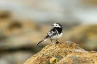 Motacilla alba