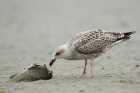 Larus marinus