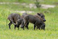 Common warthog