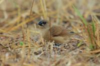 Lonchura punctulata