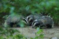 European badger