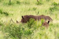 White rhinoceros