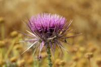 Cyprus FLORA