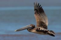 Pelecanus occidentalis