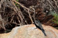 Anhinga melanogaster