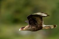 Caracara plancus