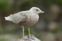 Larus hyperboreus