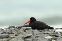 Haematopus fuliginosus