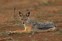 Black-backed jackal