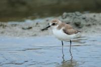 Charadrius leschenaultii