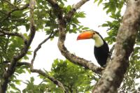 Ramphastos toco