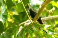 Crotophaga sulcirostris